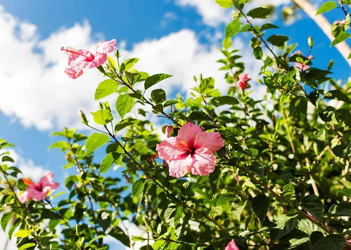 Apartamento Aloha Torres Carihuela *