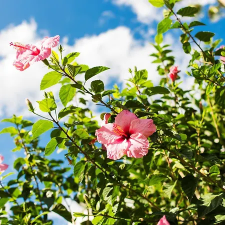 Apartament Aloha Torres Carihuela *